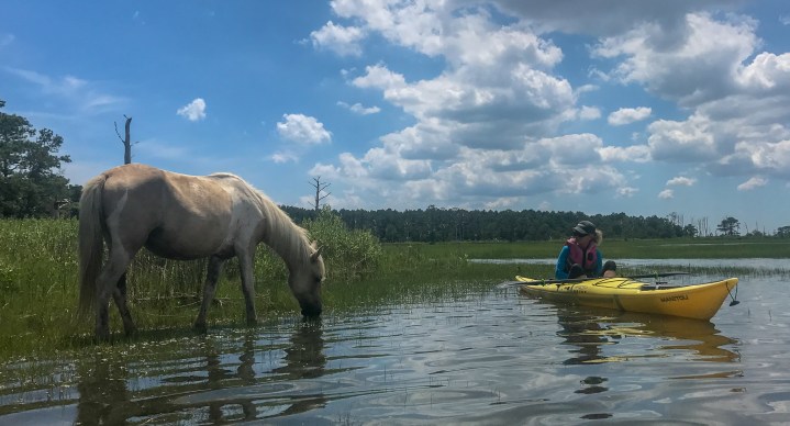 Chincoteague event